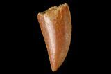 Serrated, Raptor Tooth - Real Dinosaur Tooth #158999-1